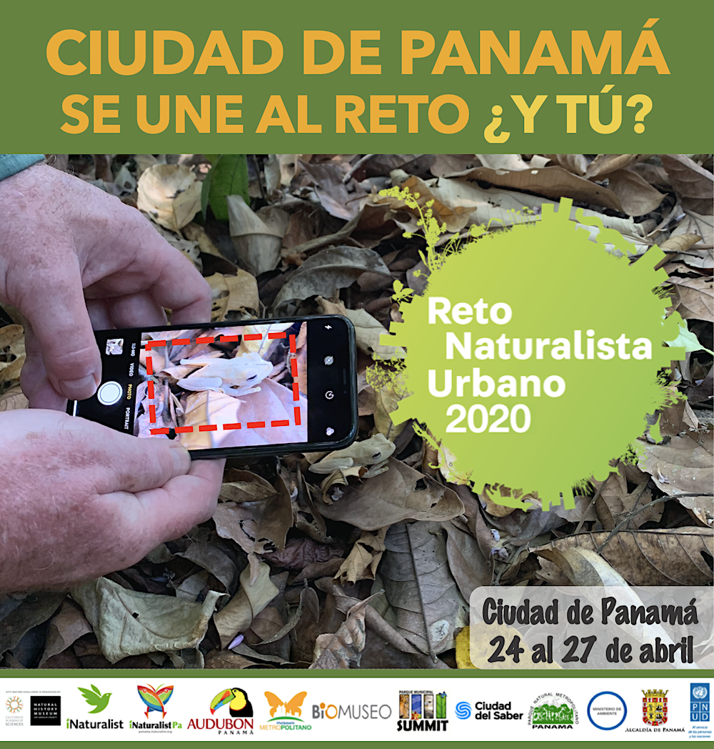 Reto Naturalista Urbano 2020: Ciudad de Panamá